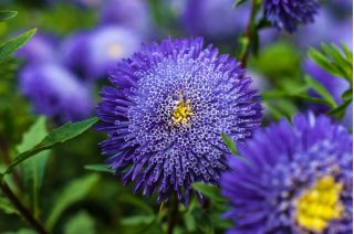 Pom-pom bunga aster "Bolero" - biru muda - 225 biji - Callistephus chinensis  - benih