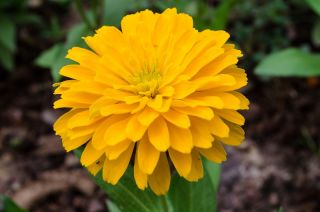 Zinija "Liliput Zlatni dragulj" - žuta - 81 sjeme - Zinnia elegans - sjemenke