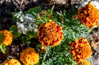 ดาวเรืองฝรั่งเศส "รวงผึ้ง" - 158 เมล็ด - Tagetes patula L.