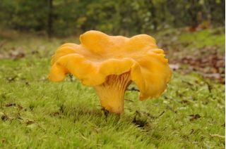 Spruce mushroom set + parasol mushroom - 5 species - mycelium, spawn
