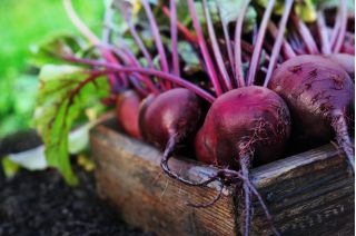 Kumbang merah "Bona" - Beta vulgaris - benih