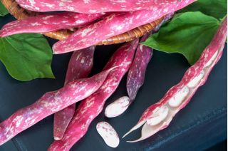 Speckled French bean "Flambo"