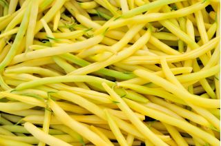 Haricot - Goussdor - Phaseolus vulgaris L. - graines