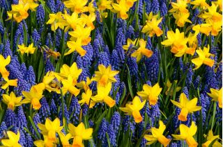 Ensemble bleu – jaune - Jacinthe grappe + Jonquille - 60 pcs - 
