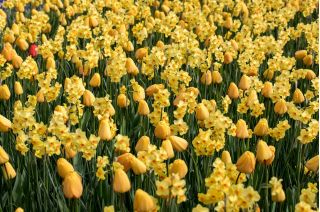 الصفراء الصفراء - مجموعة من زهور الأقحوان و jonquils - 50 قطعة - 