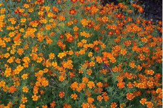 Mélange de graines d'Œillets d'Inde tenuifolia - Starfire - 585 graines - Tagetes tenuifolia
