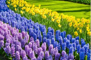 Jonquil, jacinto de flores de lavanda y jacinto azul - juego de 28 piezas - 