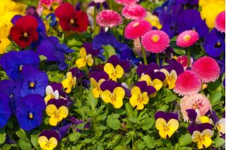 Horned pansy, daisy och trädgård pansies - uppsättning frön - 