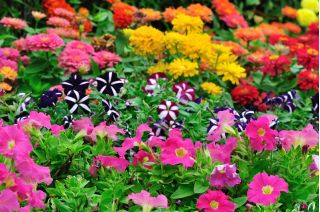 Zinnia nana + petunie - set di semi - 