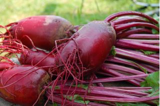 BIO bit merah memanjang - benih organik bersertifikat - Beta vulgaris - biji