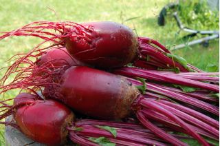 Bit merah "Opolski" - SEED TAPE - Beta vulgaris var. Conditiva - biji