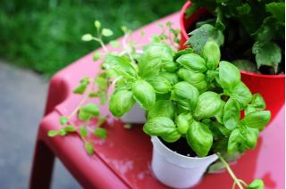 Mini garden - Green basil - untuk budaya balkon dan teras - Ocimum basilicum  - biji