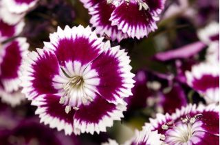 מתוק ויליאם הולבורן זרעי פרחי - ברביאטס Dianthus - 450 זרעים - Dianthus barbatus