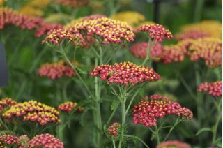 Siankärsämö - Paprika - Punainen - Achillea millefolium