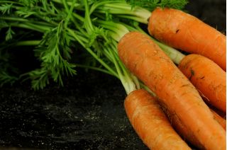 Gulerødder - Flakkese 2 -  Daucus carota - frø
