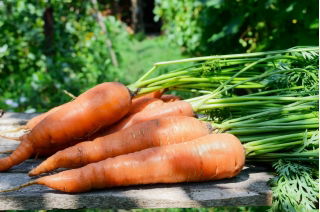Wortel 'Kongo' - varietas menengah akhir dimaksudkan untuk diproses -  Daucus carota - Kongo - biji