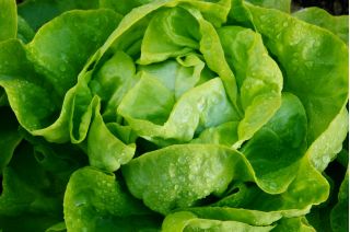 Selada Butterhead 'Marysieńka' - untuk budidaya di terowongan dan di ladang - Lactuca sativa - Marysieńka - biji