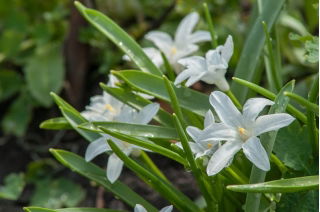 La gloria de la nieve de Bossier - Chionodoxa luciliae alba - ¡Paquete grande! - 100 piezas; Gloria de la nieve de Lucile