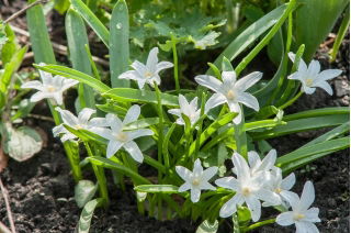 La gloria de la nieve de Bossier - Chionodoxa luciliae alba - ¡Paquete grande! - 100 piezas; Gloria de la nieve de Lucile