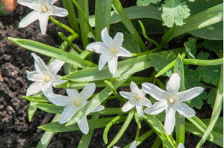 La gloria de la nieve de Bossier - Chionodoxa luciliae alba - ¡Paquete grande! - 100 piezas; Gloria de la nieve de Lucile