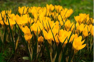 الزعفران الذهبي الأصفر - 10 البصلة - Crocus Golden Yellow