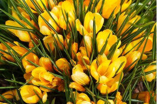 الزعفران الذهبي الأصفر - 10 البصلة - Crocus Golden Yellow