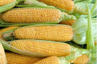 Gula jagung "Mirus F1" - medium awal, varietas sangat manis - 30 biji - Zea mays convar. saccharata var. Rugosa