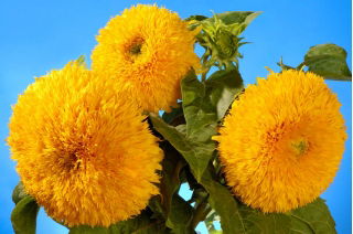 Girasol - Sungold Tall - Helianthus annuus - Altura impresionante, flores amarillas vibrantes - Semillas frescas