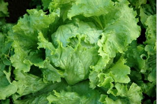 Alface Iceberg - Goplana - 450 sementes - Lactuca sativa L.
