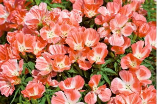 קלרקיה Godetia אור זרעי סלמון - Godetia grandiflora - 1500 זרעים - Godetia grandifllora