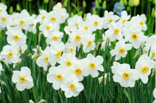 Daffodil Recurvus ของกวี - แพ็คเกจขนาดใหญ่! - 50 ชิ้น; ดอกนาซิสซัสของกวีนาร์กิสตาของไก่ฟ้าดอกไม้ดอกหญ้าดอกลิลลี่ - 