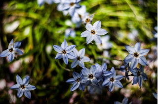 Ipheion - Sternblume - Uniflorum - XXXL Paket! - 500 Stück; Frühlingssternblume