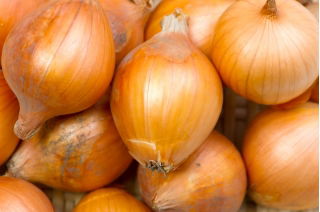 Cipolla Soplica