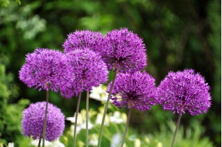 Cipolla ornamentale Purple Sensation - Confezione XXXL! - 150 pz