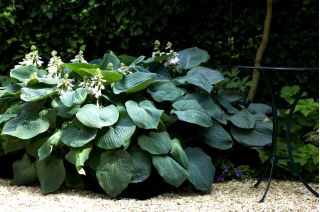 Kingsize hosta, groblad lilja - XL-stora löv - stort paket! - 10 st