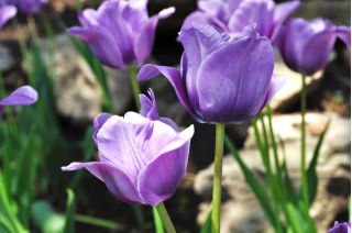 Tulipa Blue - Tulip Blue - 5 bulbs