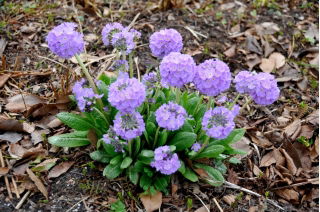 Primula (Primula denticulata) - blu - piantine - Confezione grande - 10 unità