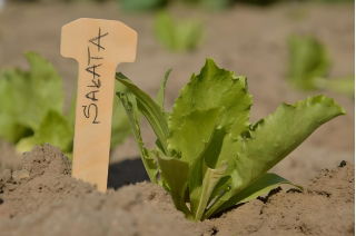 Eco-friendly wooden plant labels - 20 pieces