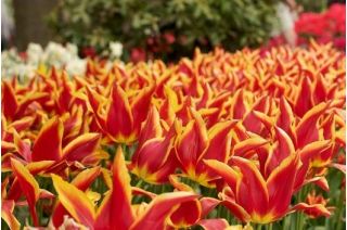Tulipa Aladdin - Tulip Aladdin - 5 bulbs