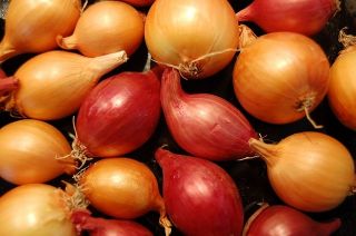 Cebollas tiernas Stuttgarter - 0,5 kg