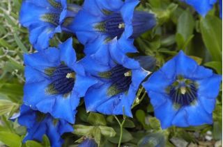 Tárnics - színkeverék - Gentiana - magok