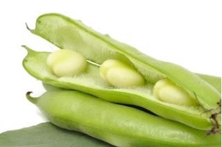 Broad Bean Bartek seeds - Vicia faba