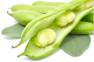 Broad Bean Bartek seeds - Vicia faba