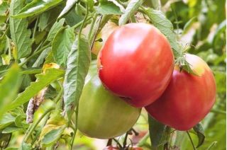 Σπόροι Τομάτας Raspberry Giant - Lycopersicon lycopersicum  - Lycopersicon esculentum Mill.