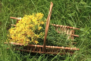 بذور نبتة القديس يوحنا - الحنطة المتعددة النباتات - 400 بذور - Hypericum polyphyllum - ابذرة