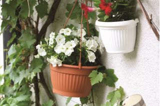 Chậu hoa treo - Terra - 26 cm - Đất nung - 