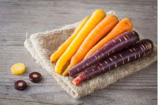 Carrot Deep Purple seeds - Daucus carota var. sativus - 425 seeds