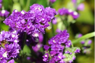 Limonka chobotnatá - levandulová - Limonium sinuatum - Elegantní fialové květy, vhodné k sušení i čerstvému řezu - Čerstvá semena