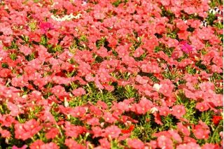 Petunie 'Cascade' Salmon-Samen - Petunia x hybrida - 160 Samen