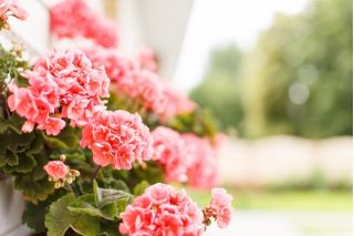 Zalm Geranium seeds - Pelargonium x tuin - 10 zaden - Pelargonium x hortorum